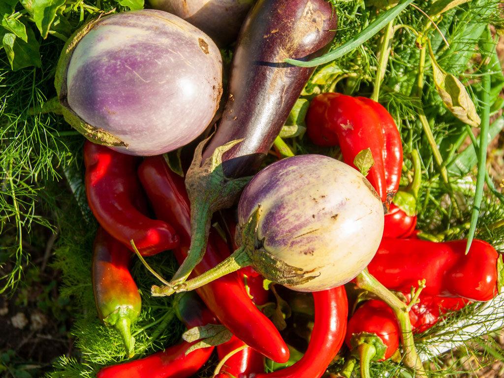 Orto biologico del resort