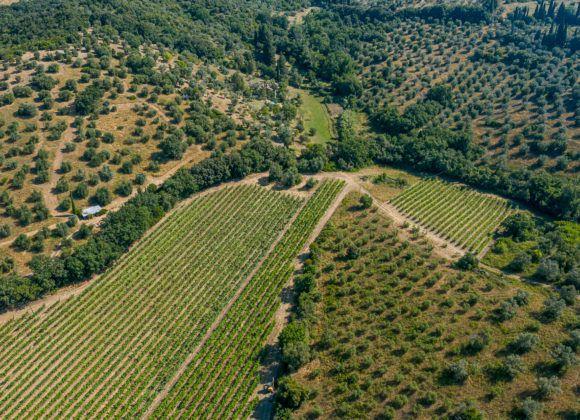 Vista aerea panoramica della proprietà e oliveti