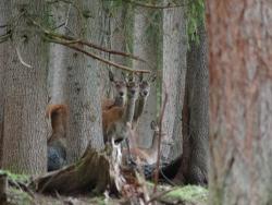 Giardino dei daini con animali in libertà