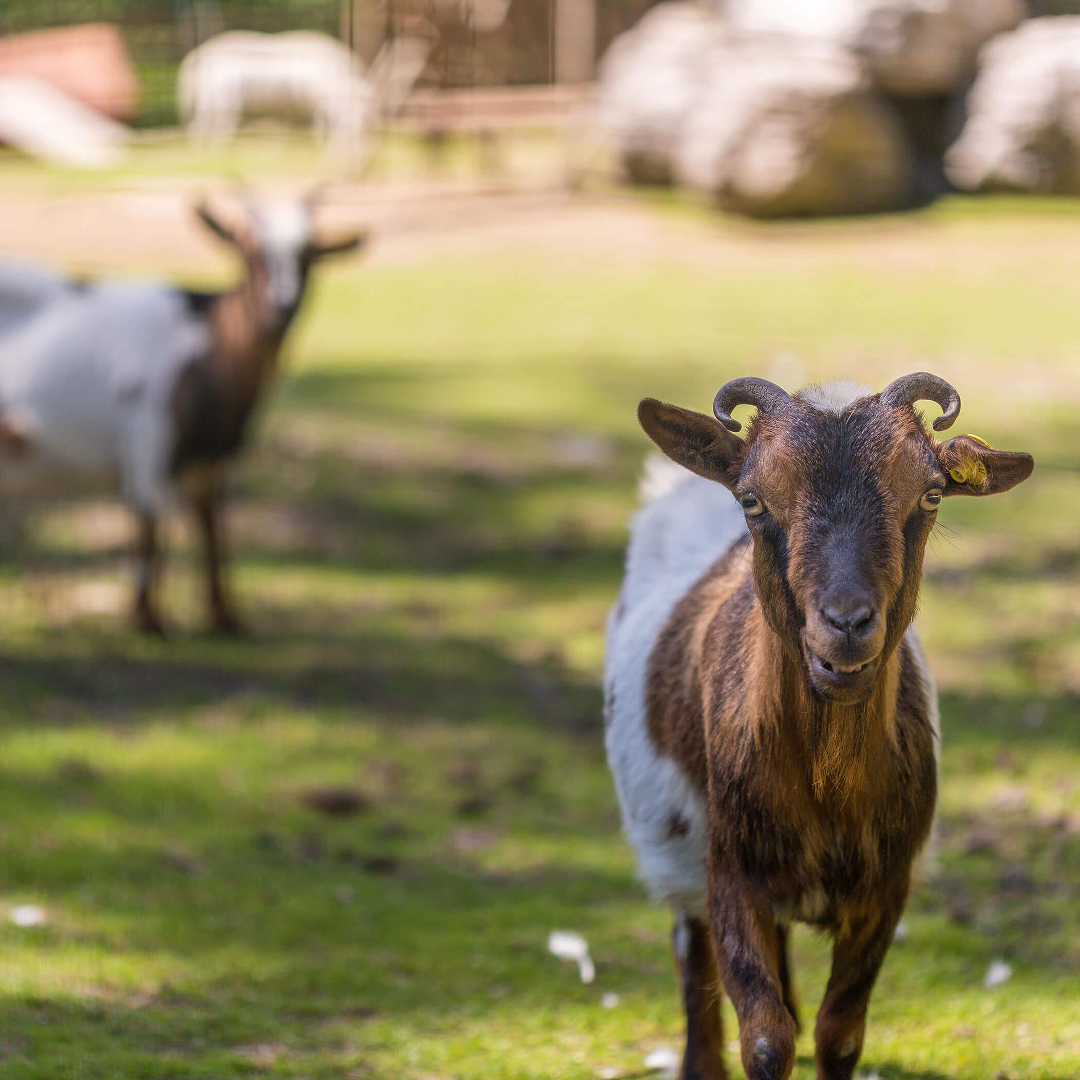 Parco animali del campeggio
