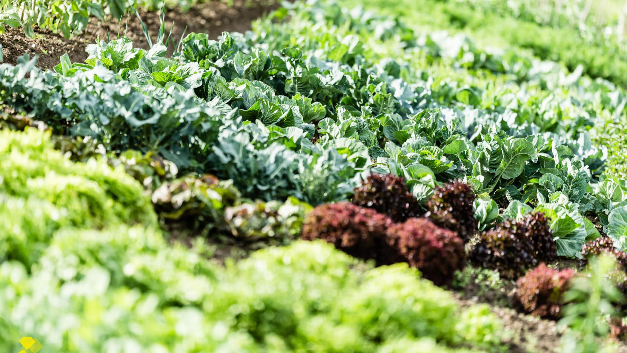 Filari di verdure verdi e rosse in orto rigoglioso illuminato dal sole