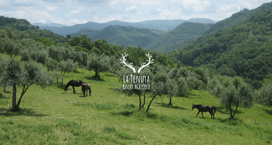 La Tenuta - Vallata con ulivi