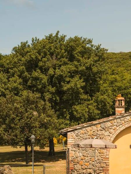 Dettaglio del parco con alberi e sentieri